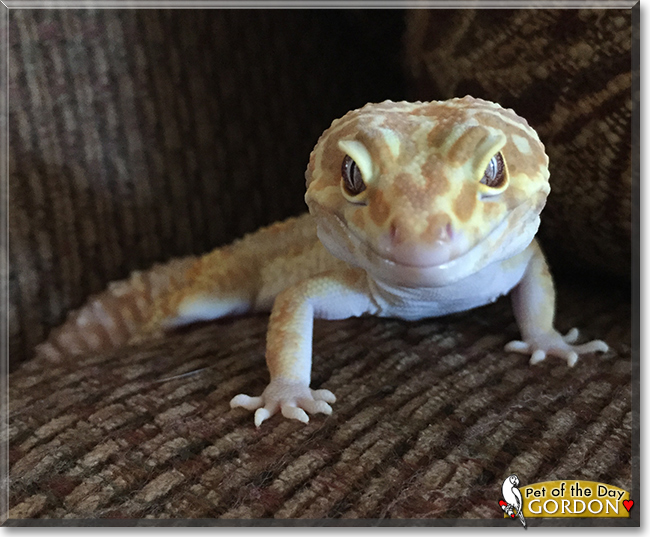 Gordon the Leopard Gecko, the Pet of the Day Gordon the Leopard Gecko, the Pet of the Day