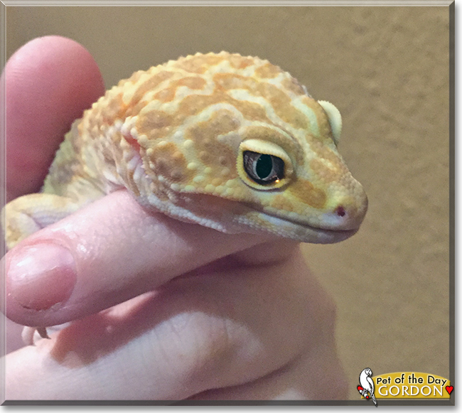 Gordon the Leopard Gecko, the Pet of the Day