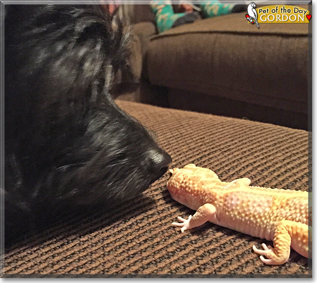 Gordon the Leopard Gecko, the Pet of the Day