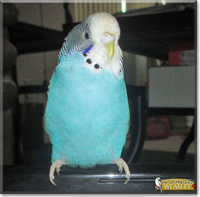 Weasley the Budgie, the Pet of the Day Weasley the Budgie, the Pet of the Day