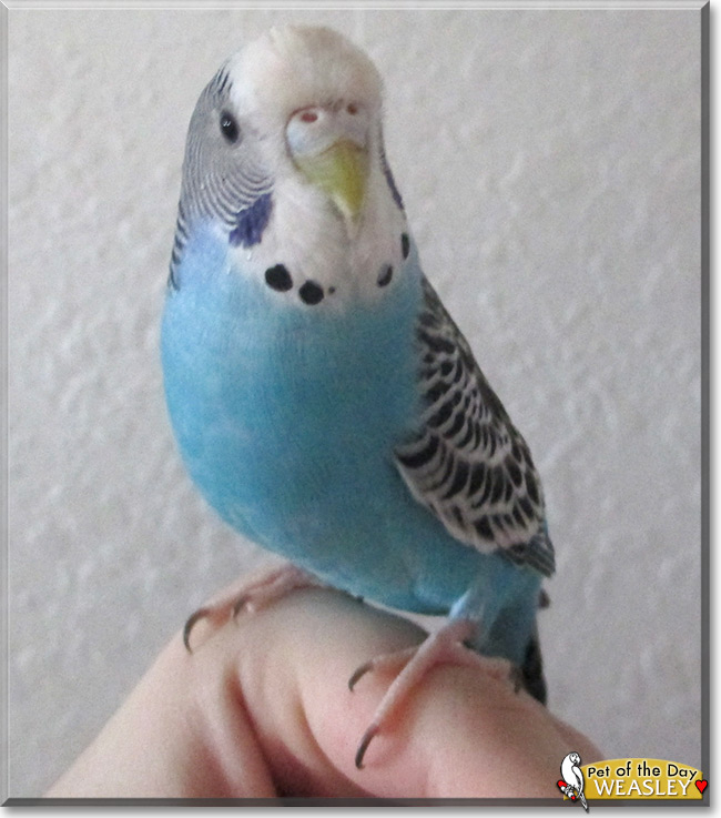 Weasley the Budgie, the Pet of the Day