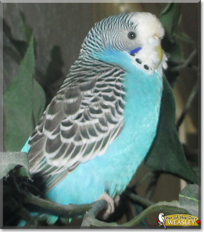 Weasley the Budgie, the Pet of the Day