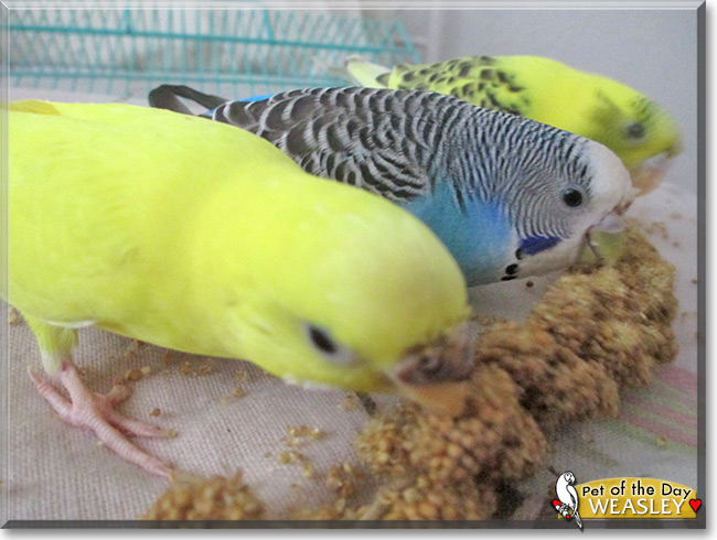 Weasley the Budgie, the Pet of the Day