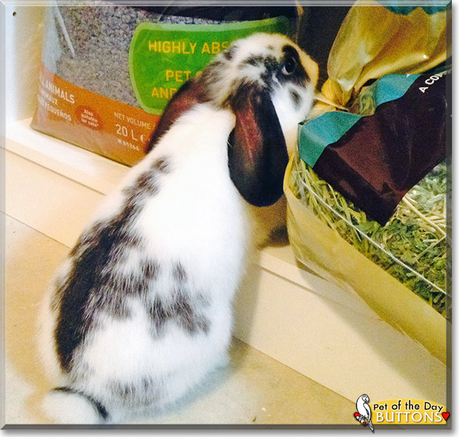 Buttons the Dwarf Lop Rabbit, the Pet of the Day