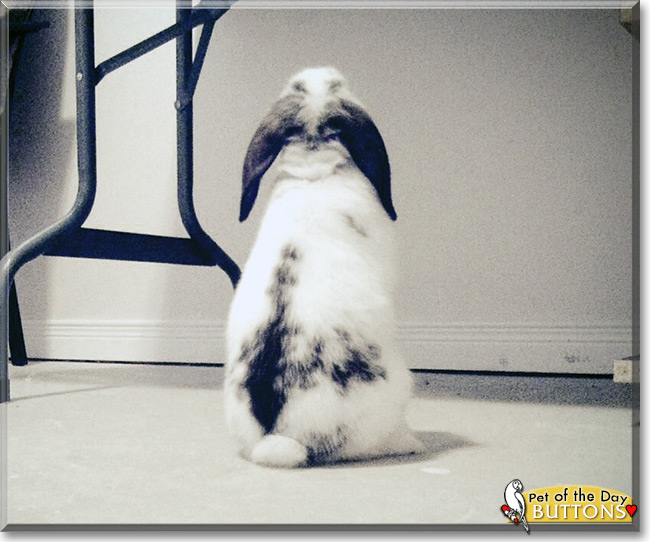 Buttons the Dwarf Lop Rabbit, the Pet of the Day