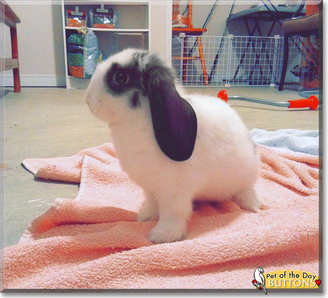 Buttons the Dwarf Lop Rabbit, the Pet of the Day