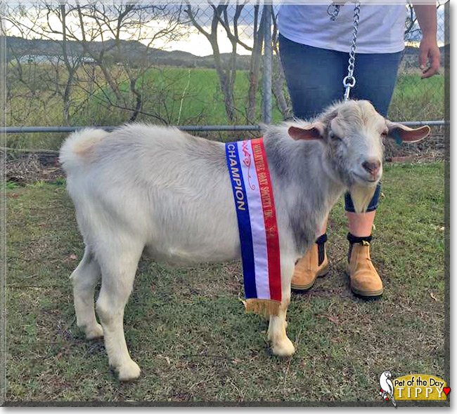 Tippy the Australian Miniature Goat, the Pet of the Day Tippy the Australian Miniature Goat, the Pet of the Day