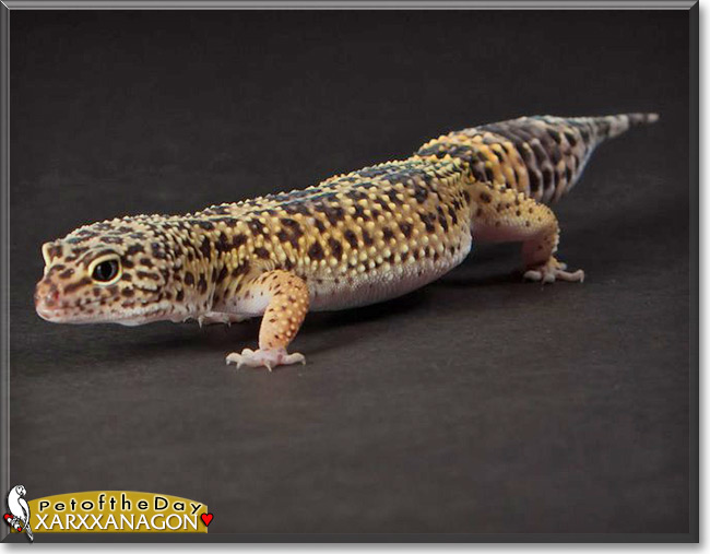 Xarxxanagon the Leopard Gecko, the Pet of the Day Xarxxanagon the Leopard Gecko, the Pet of the Day