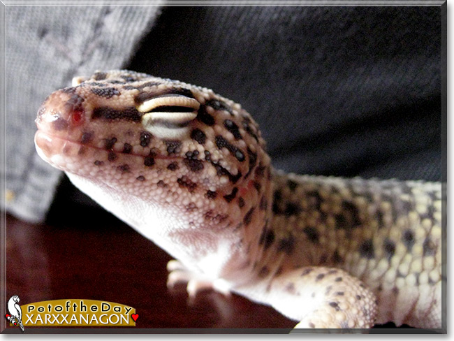 Xarxxanagon the Leopard Gecko, the Pet of the Day