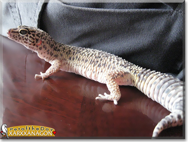Xarxxanagon the Leopard Gecko, the Pet of the Day