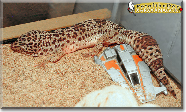 Xarxxanagon the Leopard Gecko, the Pet of the Day
