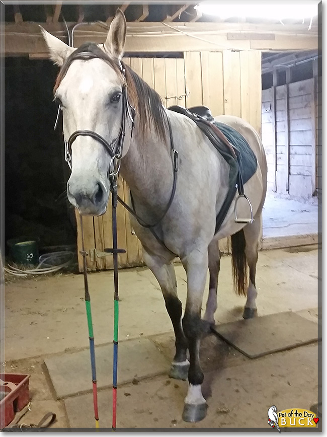 Buck the American Quarter Horse, the Pet of the Day Buck the American Quarter Horse, the Pet of the Day