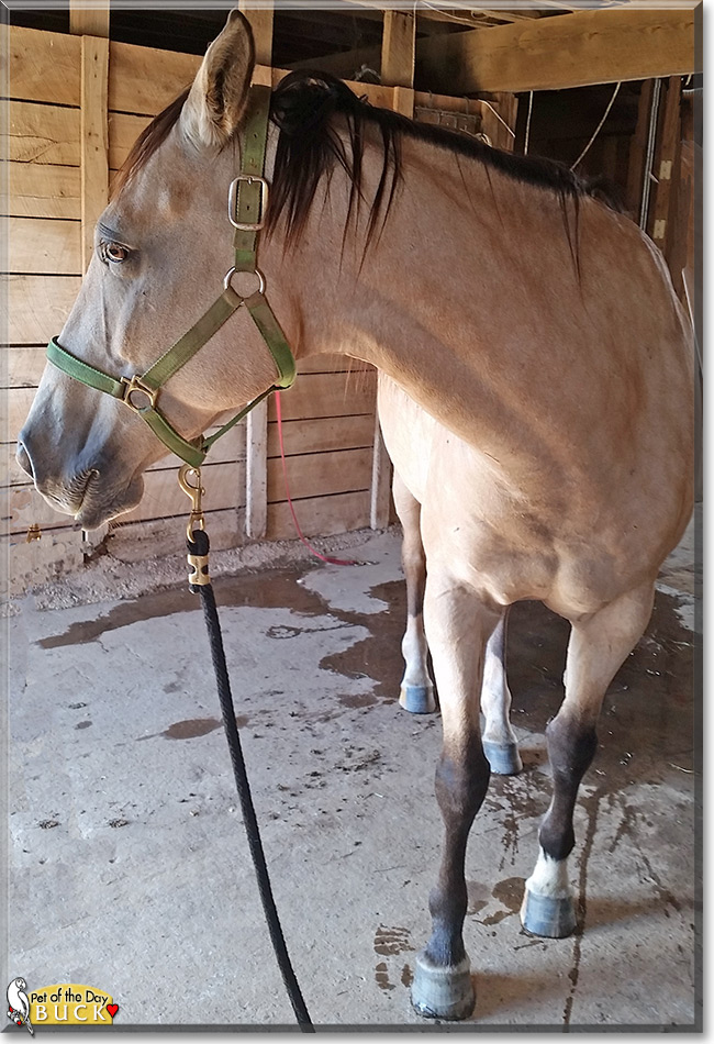 Buck the American Quarter Horse, the Pet of the Day