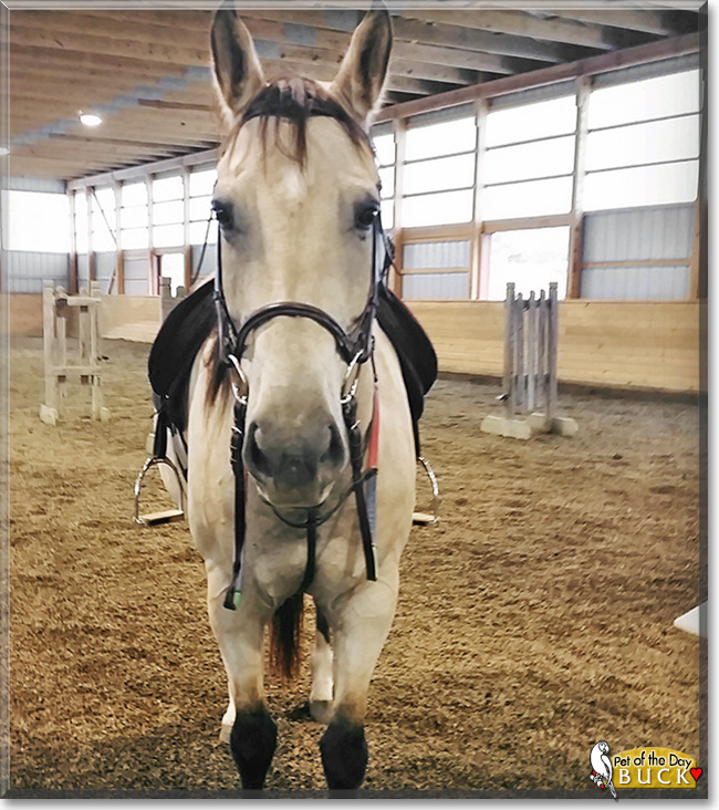 Buck the American Quarter Horse, the Pet of the Day