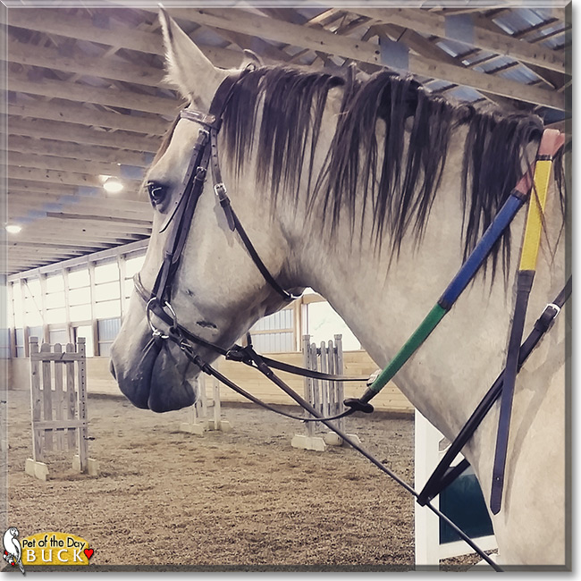 Buck the American Quarter Horse, the Pet of the Day
