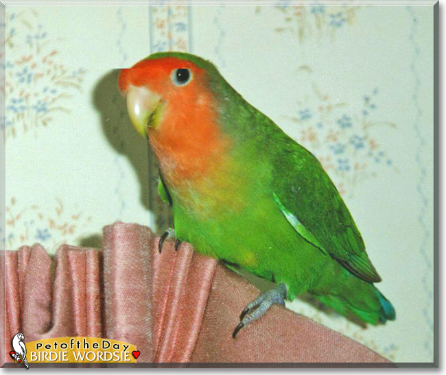 Birdsie Wordsie the Peach-faced Lovebird, the Pet of the Day Birdsie Wordsie the Peach-faced Lovebird, the Pet of the Day