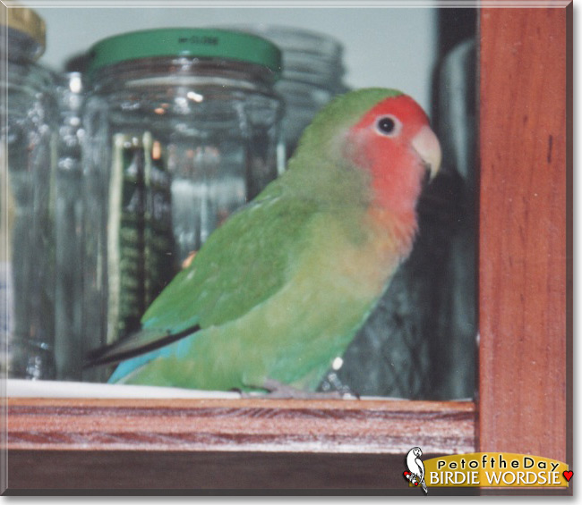 Birdsie Wordsie the Peach-faced Lovebird, the Pet of the Day