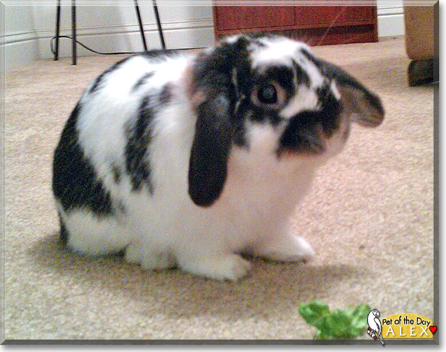 Alex the Holland Lop Rabbit, the Pet of the Day