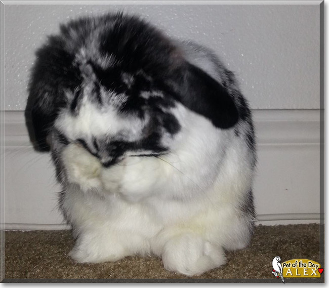 Alex the Holland Lop Rabbit, the Pet of the Day Alex the Holland Lop Rabbit, the Pet of the Day