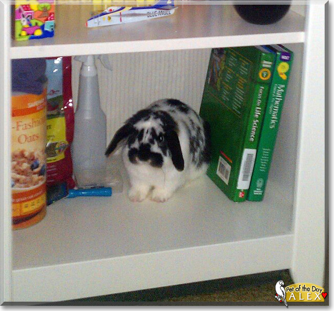 Alex the Holland Lop Rabbit, the Pet of the Day
