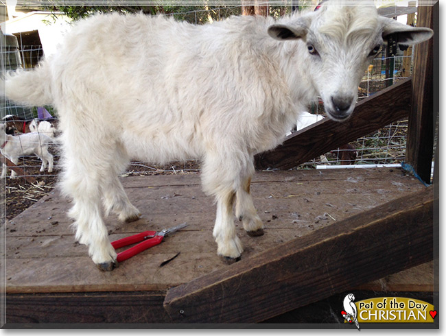 Christian the Australian Miniature Goat, the Pet of the Day Christian the Australian Miniature Goat, the Pet of the Day