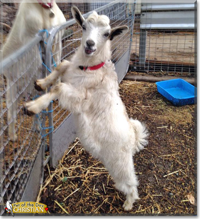 Christian the Australian Miniature Goat, the Pet of the Day