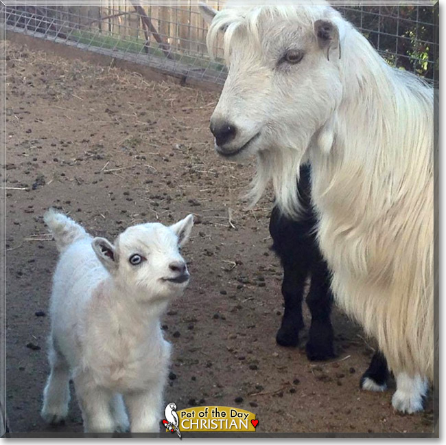 Christian the Australian Miniature Goat, the Pet of the Day