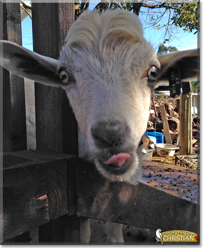 Christian the Australian Miniature Goat, the Pet of the Day
