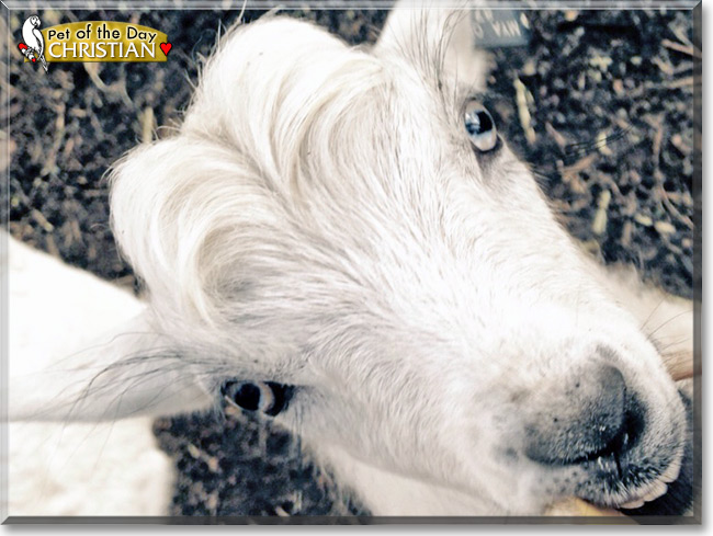 Christian the Australian Miniature Goat, the Pet of the Day