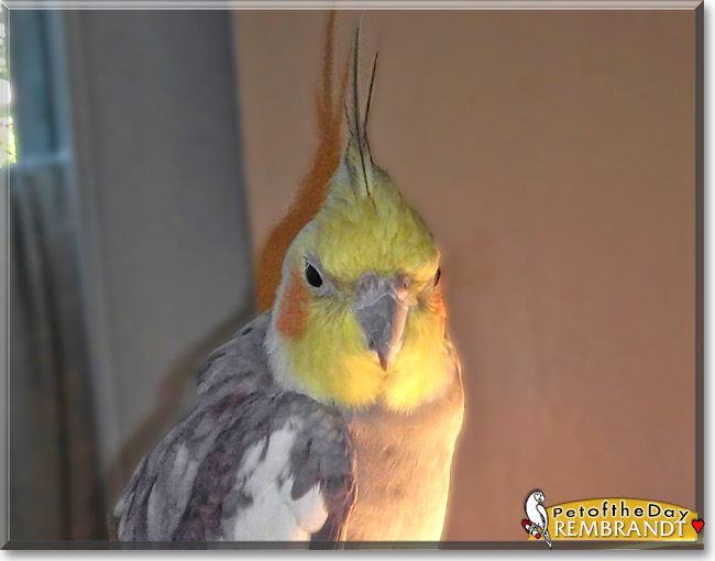 Rembrandt the Cockatiel , the Pet of the Day Rembrandt the Cockatiel , the Pet of the Day