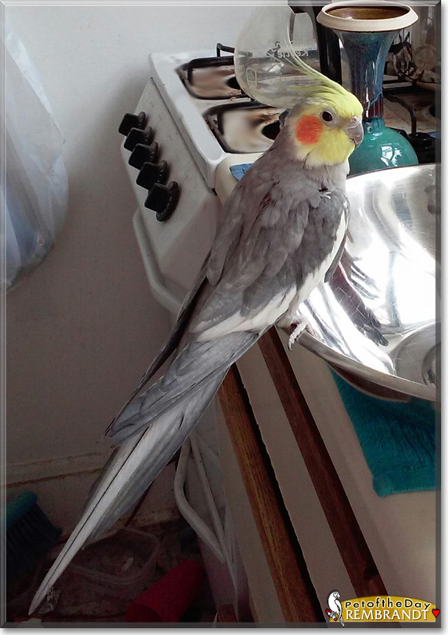 Rembrandt the Cockatiel, the Pet of the Day
