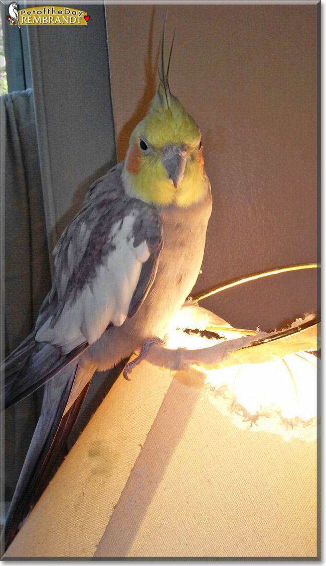 Rembrandt the Cockatiel, the Pet of the Day