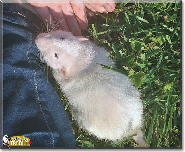Treble the Bareback Dumbo Rat, the Pet of the Day