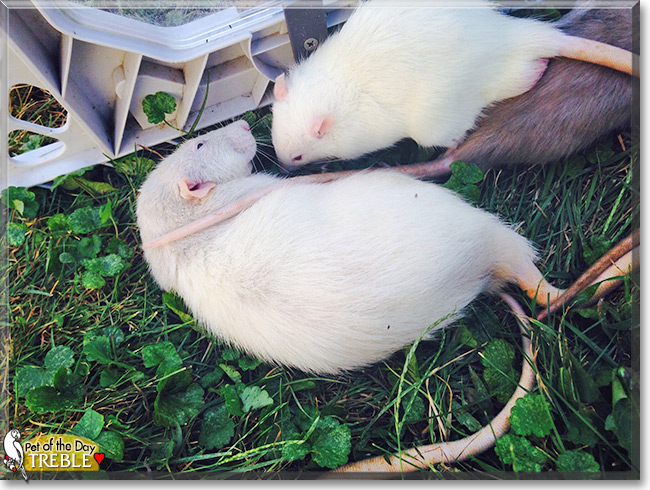 Treble the Bareback Dumbo Rat, the Pet of the Day