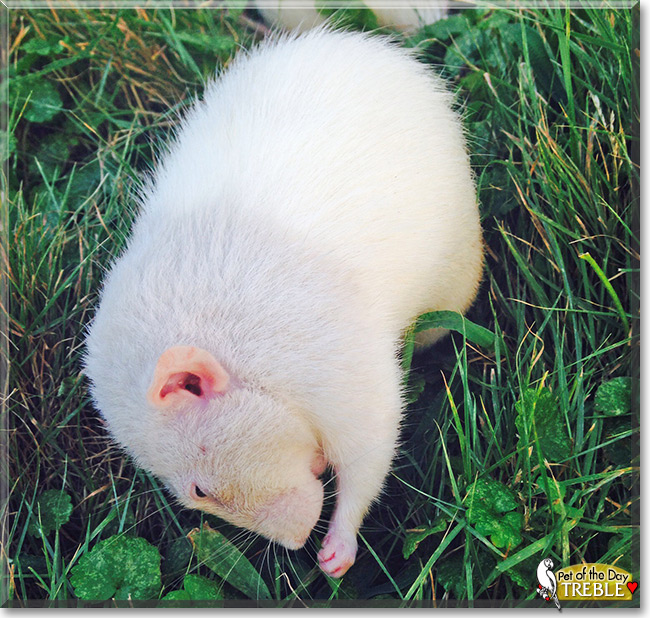 Treble the Bareback Dumbo Rat, the Pet of the Day