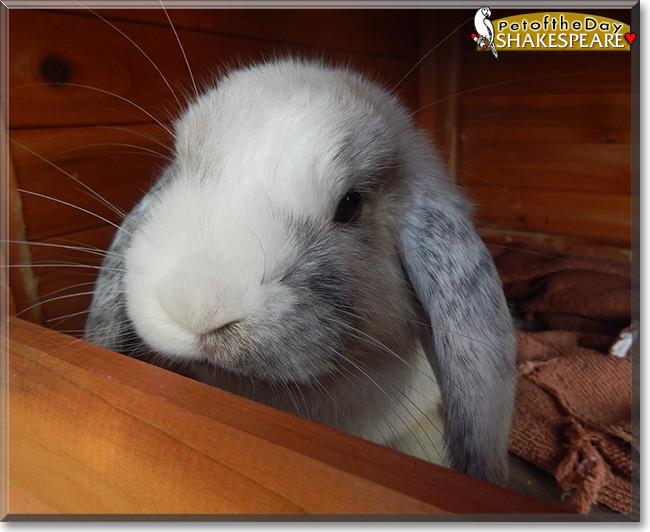 Shakespeare the Miniature Lop Rabbit, the Pet of the Day Shakespeare the Miniature Lop Rabbit, the Pet of the Day