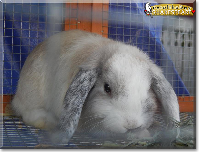 Shakespeare the Miniature Lop Rabbit, the Pet of the Day