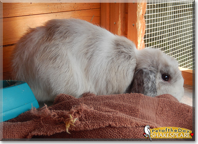 Shakespeare the Miniature Lop Rabbit, the Pet of the Day
