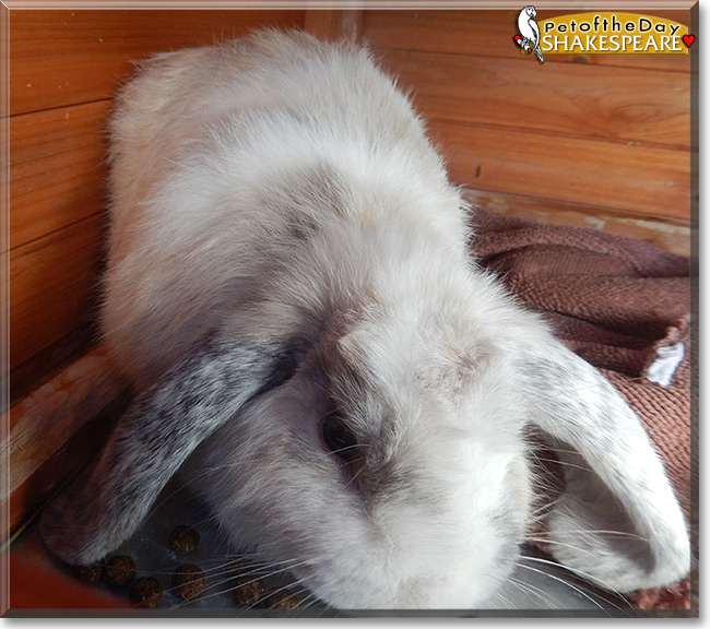 Shakespeare the Miniature Lop Rabbit, the Pet of the Day