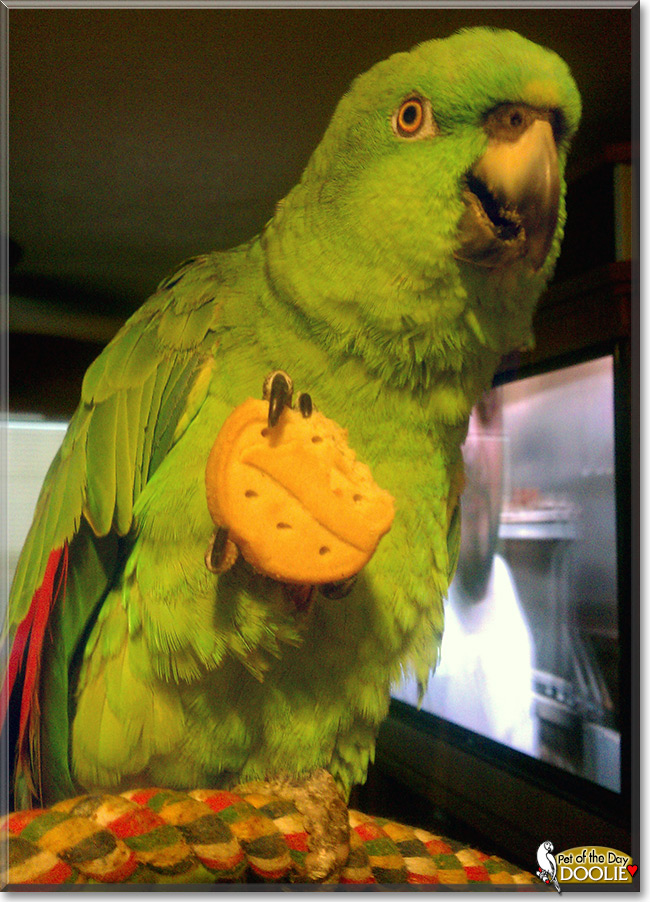 Doolie the Yellow Nape Amazon Parrot, the Pet of the Day