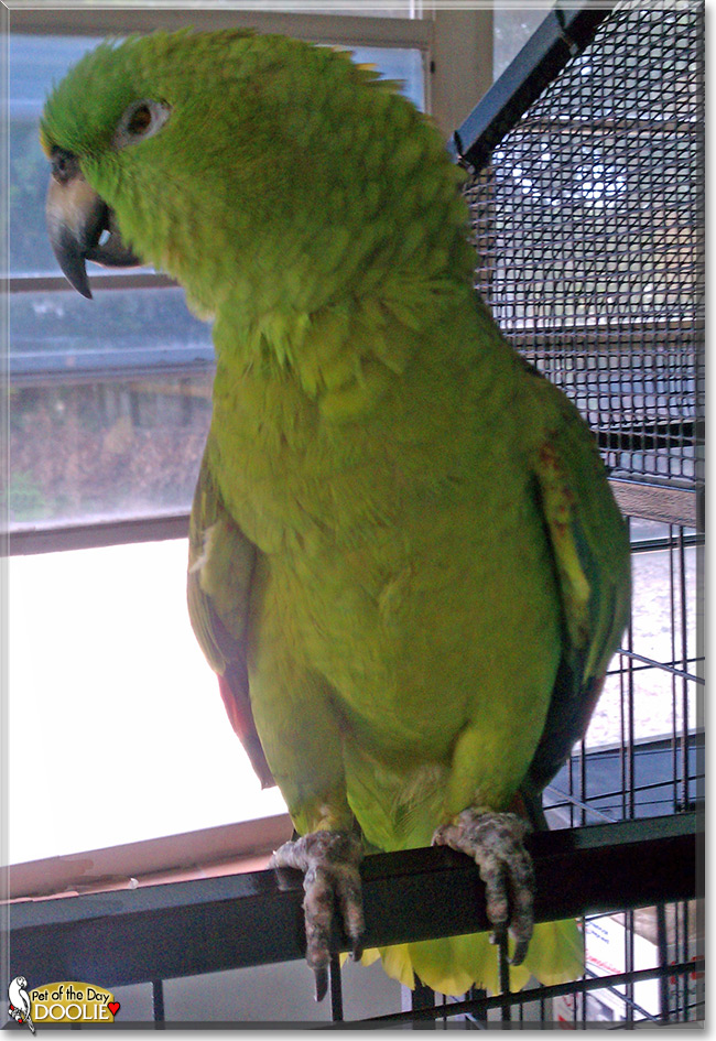 Doolie the Yellow Nape Amazon Parrot, the Pet of the Day