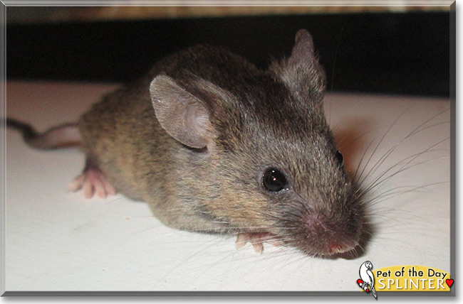 Splinter the Fancy Mouse, the Pet of the Day Splinter the Fancy Mouse, the Pet of the Day