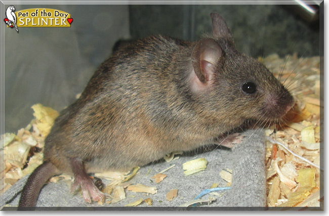Splinter the Fancy Mouse, the Pet of the Day