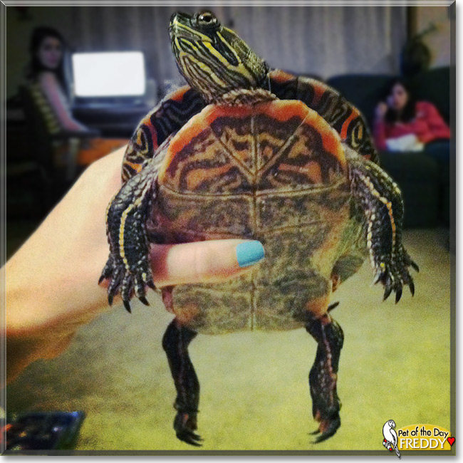 Freddy the Western Painted Turtle, the Pet of the Day Freddy the Western Painted Turtle, the Pet of the Day