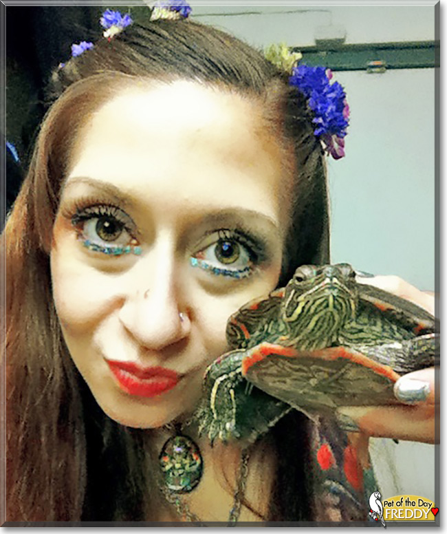 Freddy the Western Painted Turtle, the Pet of the Day
