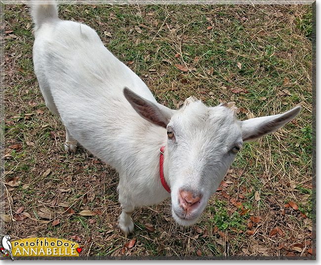 Annabelle the Nigerian Dwarf Goat, the Pet of the Day