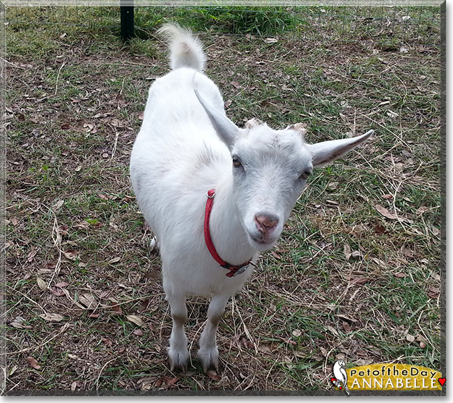Annabelle the Nigerian Dwarf Goat, the Pet of the Day Annabelle the Nigerian Dwarf Goat, the Pet of the Day