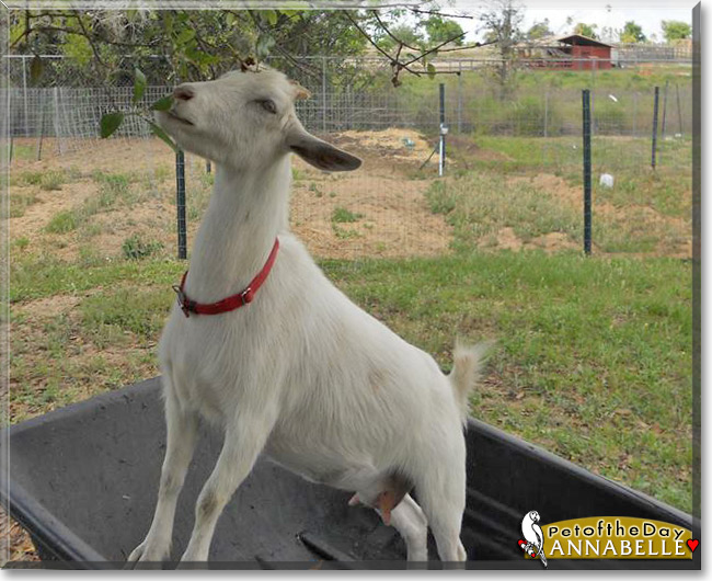 Annabelle the Nigerian Dwarf Goat, the Pet of the Day