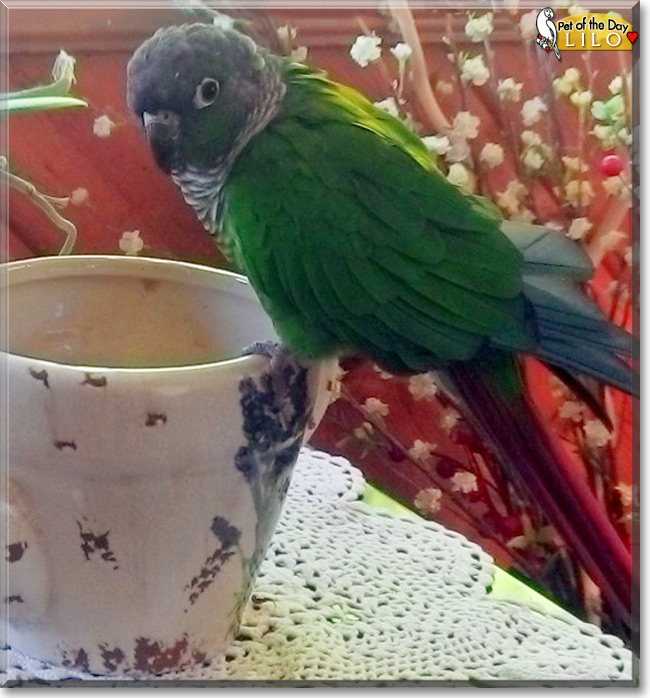Lilo the Green Cheek Conure, the Pet of the Day Lilo the Green Cheek Conure, the Pet of the Day