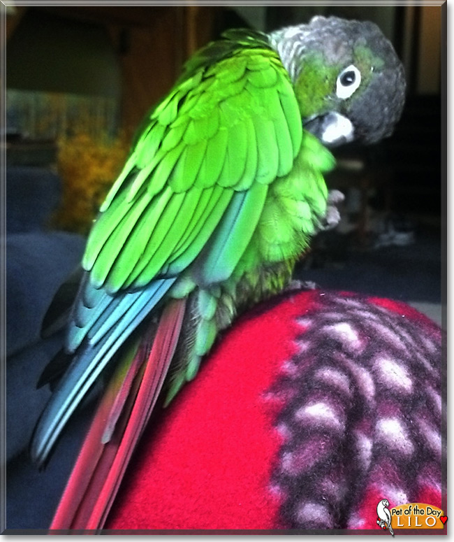 Lilo the Green Cheek Conure, the Pet of the Day